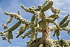 Chainfruit (Jumping) Cholla Cactus