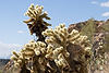 Teddy Bear Cholla Cactus with Nest