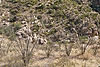 Ocotillo Cactus at Molino Canyon Vista
