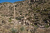 Shindagger Agave at Molino Canyon Vista