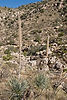 Shindagger Agave at Molino Canyon Vista