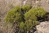 Arizona Rosewood at Molino Canyon Vista