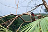 Curl-Crested Aracari Toucan