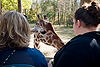 Rene & Jessica feeding Reticulated Giraffe