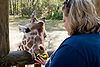 Rene feeding Reticulated Giraffe