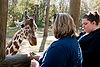 Rene & Jessica feeding Reticulated Giraffe
