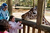 Kids feeding Reticulated Giraffe