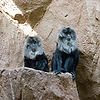 Lion Tailed Macaques