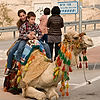 Camel & Tourists