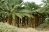 Palm Trees on Road along Dead Sea to Masada