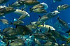 Fish in The Seas (Epcot)