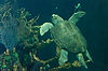 Sea Turtle in The Seas (Epcot)