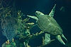 Sea Turtle in The Seas (Epcot)