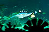 Nemo & Friends in The Seas (Epcot)