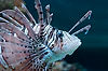 Lionfish in The Seas (Epcot)