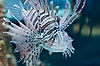 Lionfish in The Seas (Epcot)