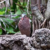 Green-Winged Dove