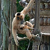 White-Cheeked Gibbons