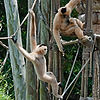 White-Cheeked Gibbons