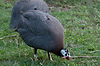 Helmeted Guinea Fowl