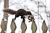 Squirrell with Leaves for Nest