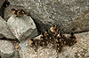 Ducklings at Seaport Village