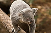 Queensland Koala at San Diego Zoo