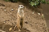 Southwest African Meerkat at San Diego Zoo