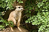 Southwest African Meerkat at San Diego Zoo