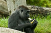 Gorilla at San Diego Zoo