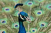 Peacock at San Diego Zoo
