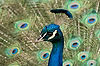 Peacock at San Diego Zoo