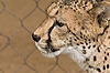 Cheetah "Taraji" at San Diego Zoo
