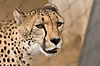 Cheetah "Taraji" at San Diego Zoo