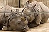 Greater One-Horned Rhinoceros at San Diego Zoo