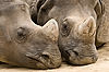 Greater One-Horned Rhinoceros at San Diego Zoo