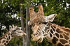 Masai Giraffes at San Diego Zoo