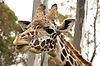 Masai Giraffe at San Diego Zoo