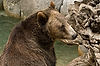 Brown Bear at San Diego Zoo