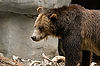 Brown Bear at San Diego Zoo