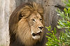African Lion at San Diego Zoo