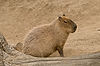 Capybara at San Diego Zoo