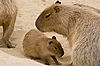 Capybaras at San Diego Zoo