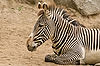 Grevy's Zebra at San Diego Zoo