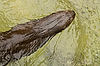 African Spot-Necked Otter at San Diego Zoo