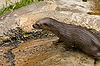 African Spot-Necked Otter at San Diego Zoo