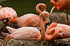 Caribbean Flamingos at San Diego Zoo