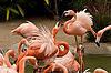 Caribbean Flamingos at San Diego Zoo
