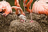 Caribbean Flamingos with Chick at San Diego Zoo