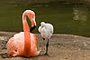 Caribbean Flamingos with Chick at San Diego Zoo
